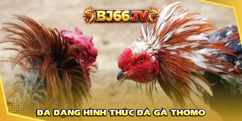 Các Hình Thức Đá Gà Thomo BJ66
