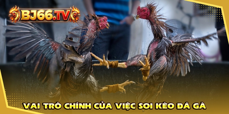 Vai Trò Soi Kèo Đá Gà BJ66