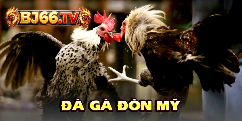 Đá Gà Đòn BJ66
