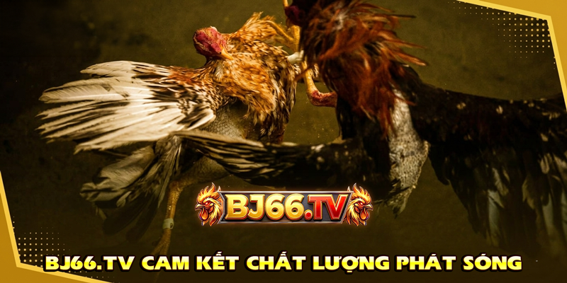 Trực Tiếp Đá Gà CUP C1 Campuchia BJ66