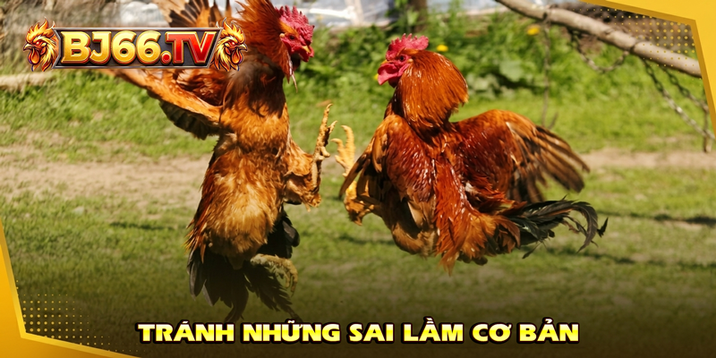 Sai Lầm Khi Soi Kèo Đá Gà BJ66