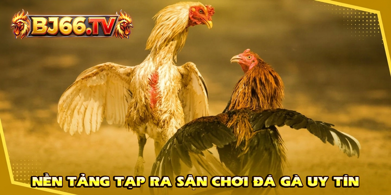 Đá Gà Thomo Uy Tín Tại BJ66