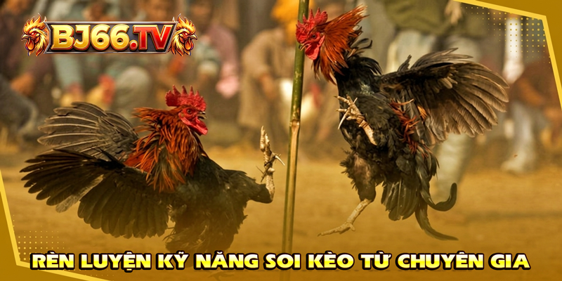 Kinh Nghiệm Soi Kèo Đá Gà BJ66