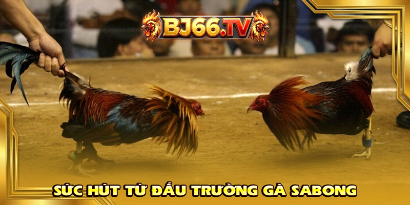 Giải đấu Trường Gà Sabong BJ66