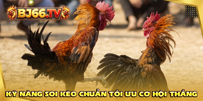 Kinh Nghiệm Soi Kèo Đá Gà Đòn Mỹ BJ66