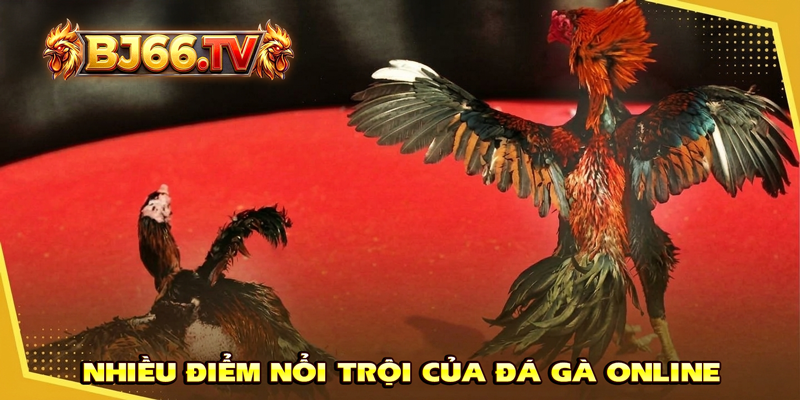 Điểm Hấp Dẫn Đá Gà Online Thomo BJ66