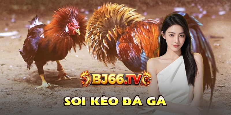 Soi Kèo Đá Gà BJ66