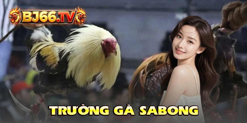 Trường Gà Sabong BJ66