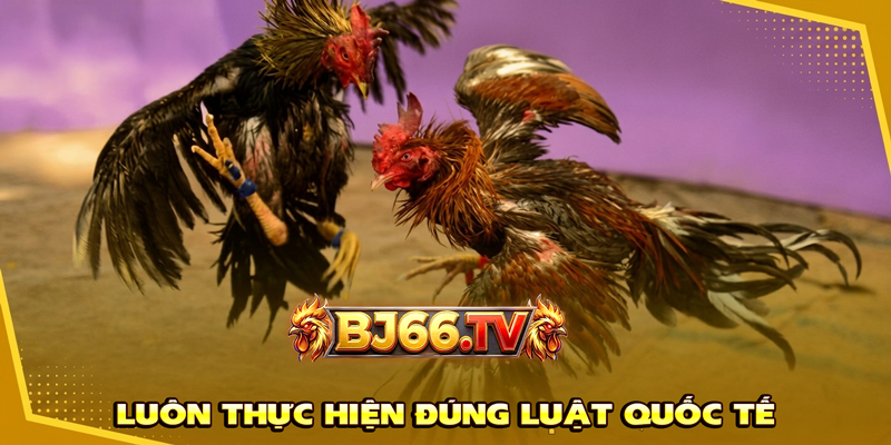Đá Gà Đòn Mỹ BJ66